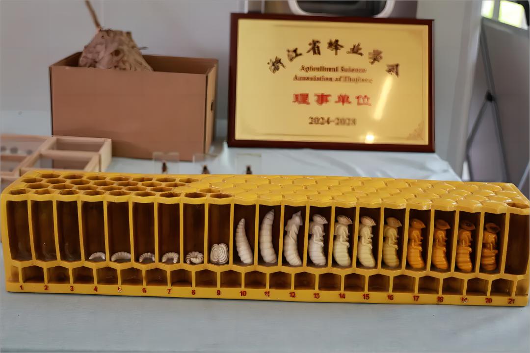 共繪生態(tài)振興藍(lán)圖 —— “蜂”起云“甬”實(shí)踐隊(duì)探索龍觀鄉(xiāng)的生物多樣性與鄉(xiāng)村振興