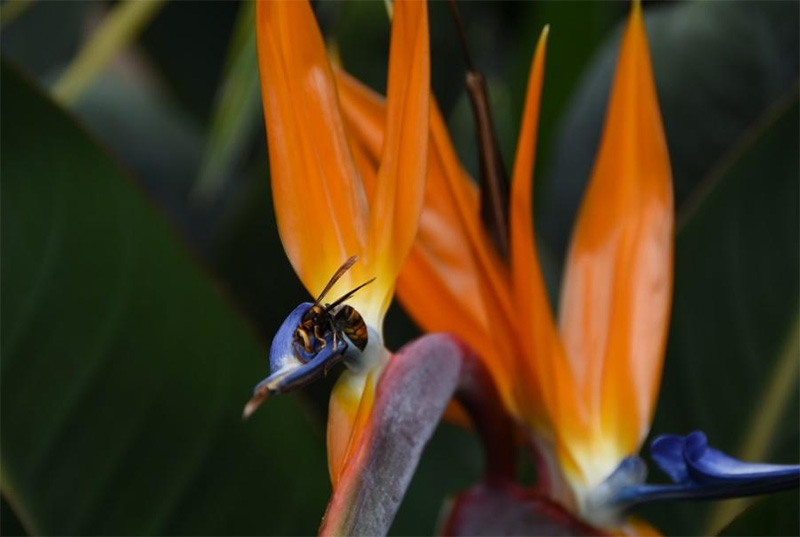 沉浸翠湖湖畔，欣賞花鳥共舞——蘇州大學(xué)樂予樂行實(shí)踐團(tuán)成功開展翠湖生物