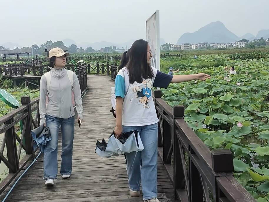 西部陸海新通道“藕”遇“桂字號”：廣西師范大學(xué)調(diào)研團隊探訪百朋鎮(zhèn)蓮藕產(chǎn)業(yè)