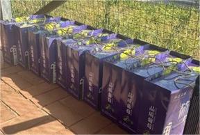 葡萄滿園，集體心牽——北京交通大學實踐團調研丹鳳特色產業(yè)