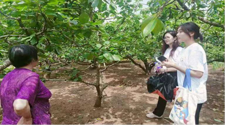 果業(yè)飄香匯文旅，鄉(xiāng)村振興展新篇