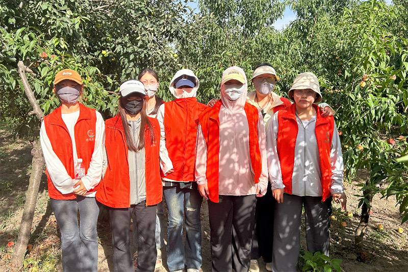 青春助力，桃香滿園：新鄉(xiāng)醫(yī)學(xué)院三全學(xué)院實(shí)踐團(tuán)隊(duì)在橋北鄉(xiāng)姚村的助農(nóng)之旅