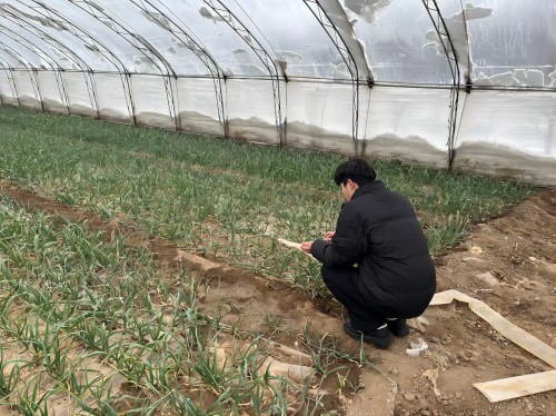 建設(shè)特色雙品牌，打好致富金蒜盤(pán)