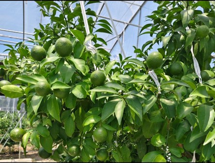 青春賦能，農(nóng)域探新——南京師范大學(xué)泰州學(xué)院“紅心研墨”暑期社會實踐紀(jì)