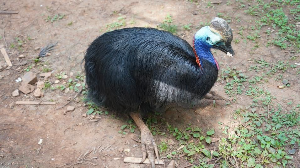 游昆明動(dòng)物園，感物種多樣性