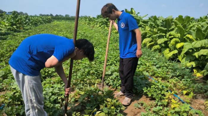 脫毒薯苗 + 煙薯間作，河南科大農(nóng)學(xué)院用技術(shù)為鄉(xiāng)村振興添力