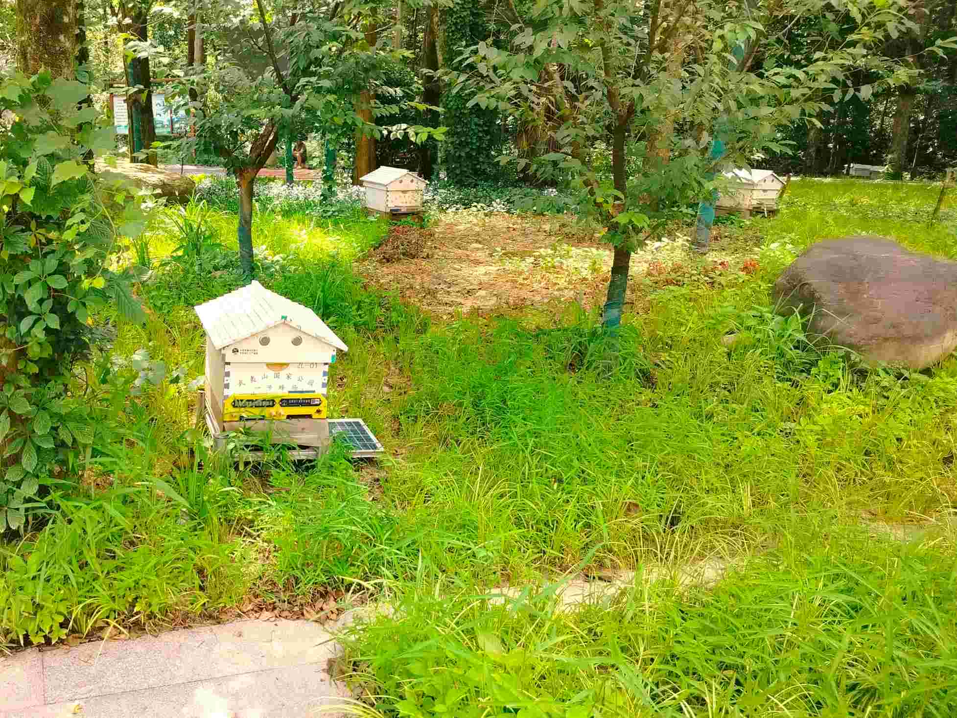 調(diào)研蜜蜂特色，促進(jìn)鄉(xiāng)村振興