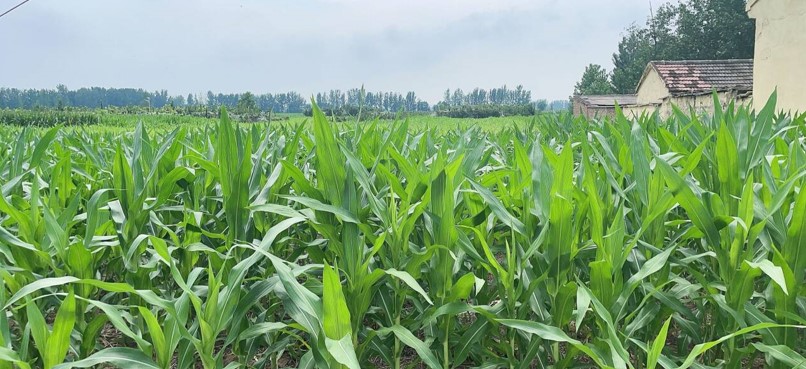 淮北師范大學“AI賦能鄉(xiāng)村振興，點亮鄉(xiāng)村科技夢”團隊赴濉溪縣臨渙鎮(zhèn)鄉(xiāng)村農業(yè)調研