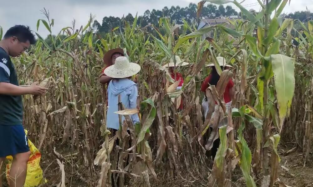 安徽學(xué)子下三鄉(xiāng)：講好鄉(xiāng)村振興故事，助力文化經(jīng)濟(jì)發(fā)展