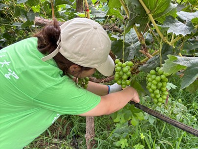 青春在田野綻放——記“農(nóng)工先鋒”實(shí)踐團(tuán)葡萄藤修剪志愿活動(dòng)