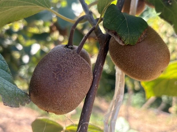 彝路同行，策馬揚邊 | 陜科大“水果面膜”到馬邊，助力彝鄉(xiāng)果業(yè)煥新！