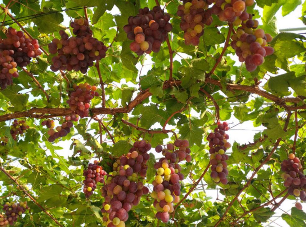 青春丈量振興路：大謝村的“成長記”