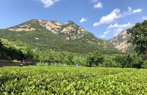 茶店探訪：品味泰山女兒茶的獨(dú)特韻味