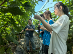安財學子葡萄架下問計，青春智慧賦能洼張產(chǎn)業(yè)振興