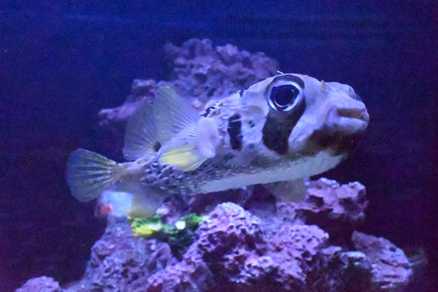 清涼一夏，暢游蕪湖大白鯨海洋公園