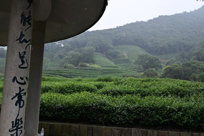 杭州外桐塢村暑期社會(huì)實(shí)踐活動(dòng)：品非遺茶香，觀鄉(xiāng)村振興新圖景