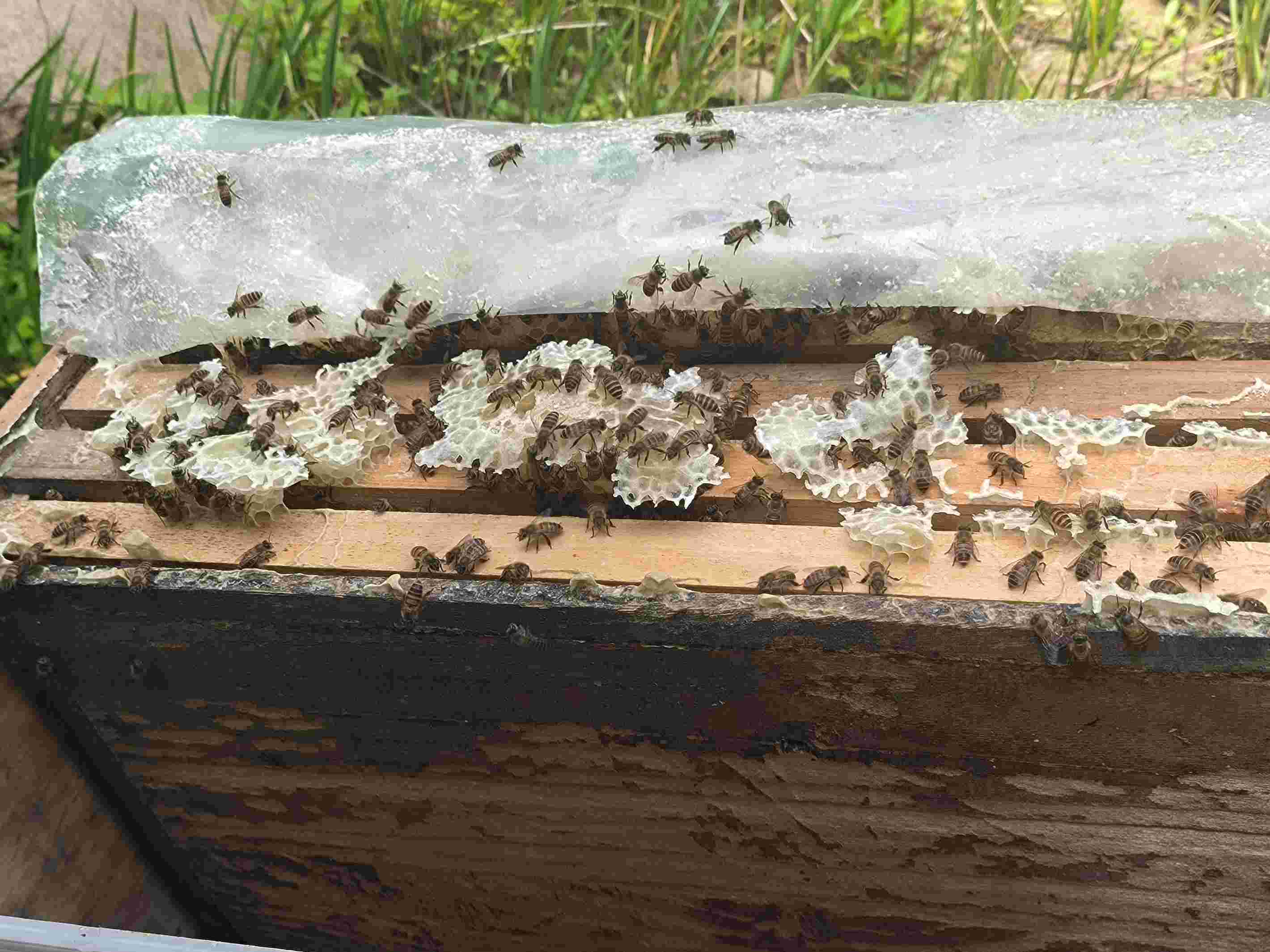 智能蜂箱內蜜蜂分布情況