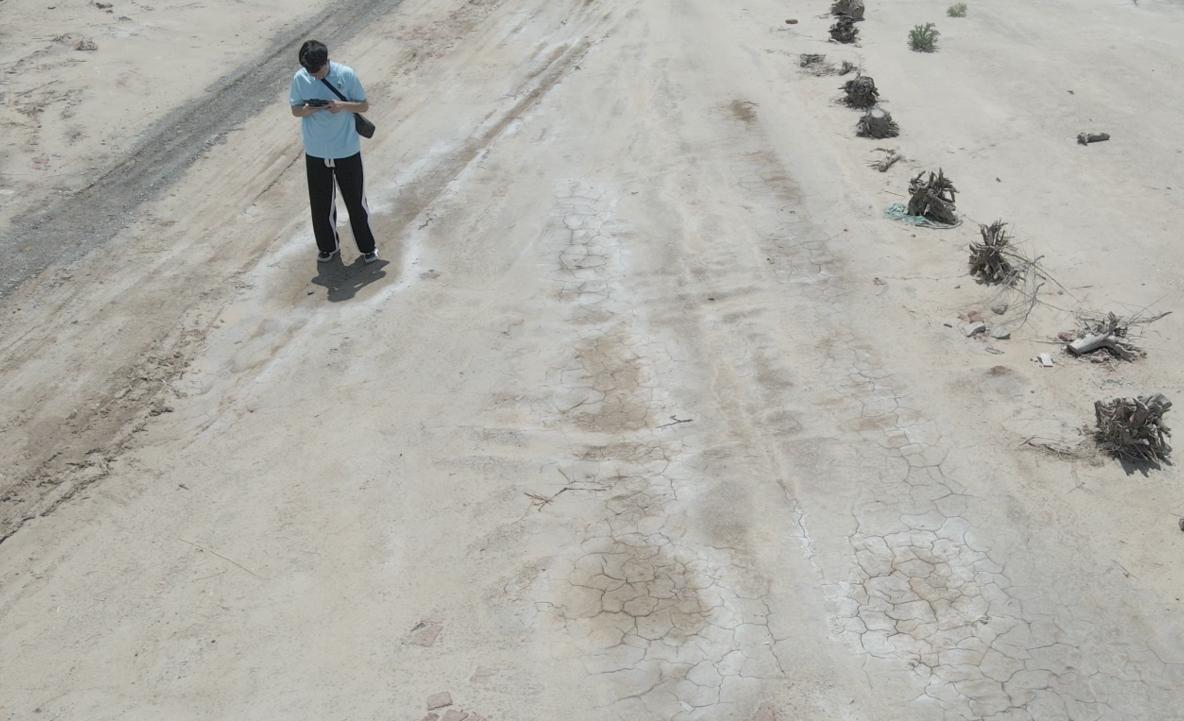 青島農(nóng)大苜?？萍夹≡貉攸S調(diào)研，鹽堿地治理顯成效