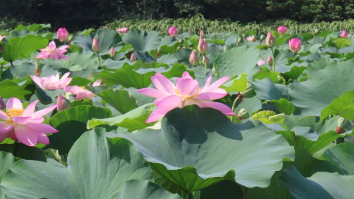 南財(cái)“文耘鄉(xiāng)野”實(shí)踐團(tuán)赴江蘇興化 實(shí)地調(diào)研萬畝荷塘