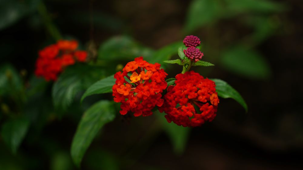 蘇大學(xué)子深入綠色調(diào)研 生物多樣性保護(hù)碩果豐