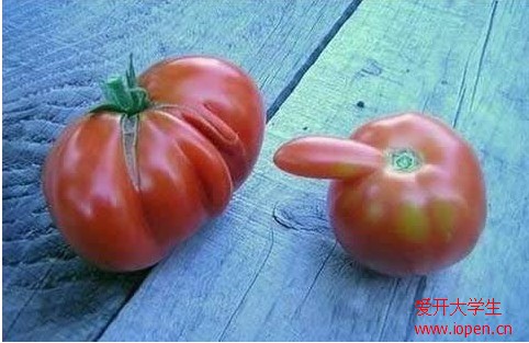 如此邪惡的西紅柿，長(zhǎng)的實(shí)在太邪惡了！