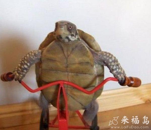 搞笑動(dòng)物，各種動(dòng)物笑噴圖