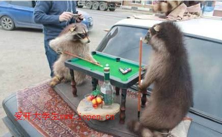 原來對于桌球的喜愛不單單是人類了