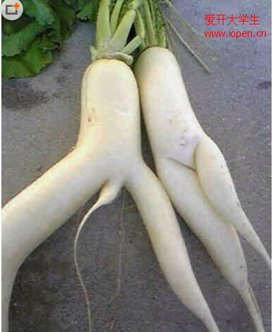 原來(lái)植物也有長(zhǎng)成夫妻相的