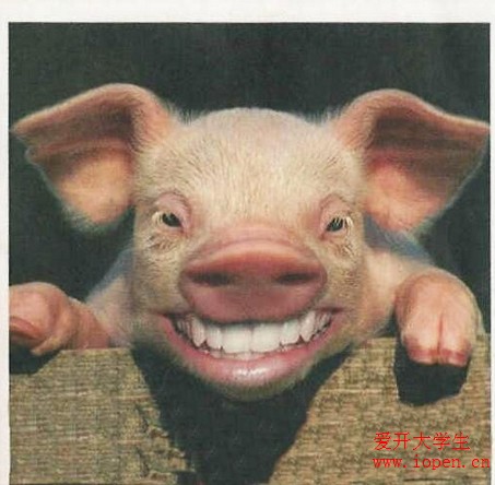 小豬也賣萌，秀出一排潔白的牙齒