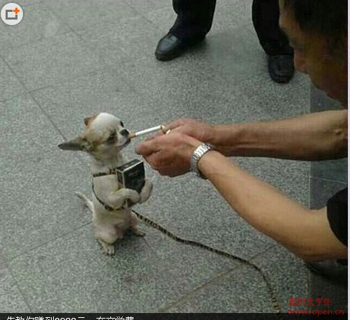 小伙伴用他的實(shí)際行動(dòng)詮釋了什么叫愛護(hù)動(dòng)物