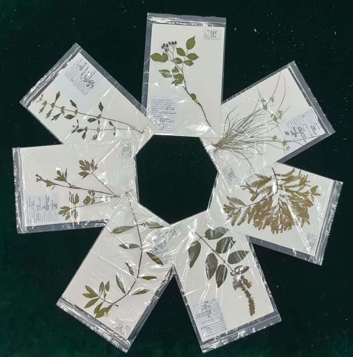 江灣物語，綠意凝華---“江灣物語”濕地植物生態(tài)調(diào)研與教育本科生實踐團隊植物標本制作圓滿收官