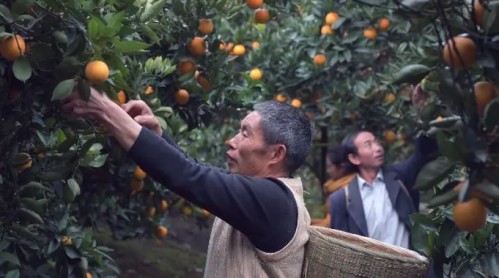 ? 無人機穿梭山鄉(xiāng)，秭歸橙香飄萬里