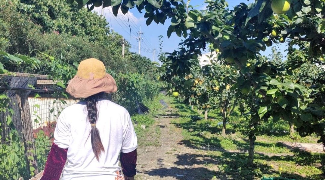 常熟理工學院開展“百果攜手，農業(yè)共行”實踐活動