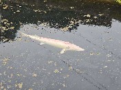 山東大學（威海）纖智未來調(diào)研團赴淄博市淄川區(qū)太河鎮(zhèn)城子虹鱒魚養(yǎng)殖場開展實地調(diào)研